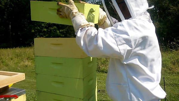 NAPA making stand for bees